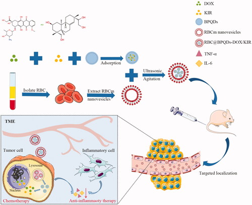 Figure 1. Schematic illustration of RBC@BPQDs-DOX/KIR fabrication and application for tumour-targeted chemotherapy and anti-inflammatory therapy in mice.