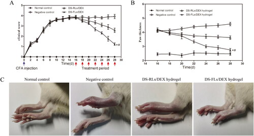 Figure 10. Therapeutic effects of DS-RLs/DEX hydrogel and DS-FLs/DEX hydrogel in AIA rats. The clinical score (A) and mean paw thickness (B), *p < .05 vs negative control, #p < .05 vs DS-RLs/DEX hydrogel. (C) Image of the hind legs from macroscopic observation.