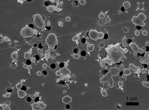 Figure 2. SEM image of aerosol particles collected at the University of Macao. The white arrows point to the internally mixed soot particles.