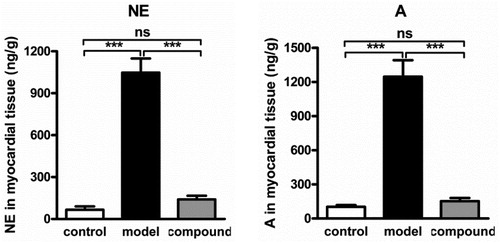 Figure 4. Inhibited level of NE and A in myocardial tissue after compound treatment. After the construction of the arrhythmia rat model, the compound was given for treatment. The NE and A in myocardial tissue was measured with ELISA detection kit.