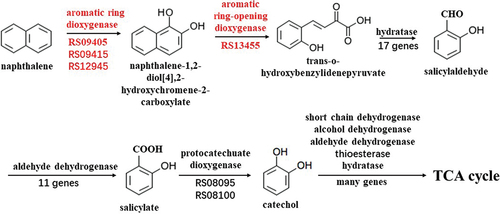 Figure 5. Proposed naphthalene degradation pathway in Acinetobacter calcoaceticus Aca13 based on whole-genome and transcriptome data. Pathways of naphthalene degradation from the literature were also considered. Numbers indicate the naphthalene-inducible gene IDs in the Aca13 genome. Red indicates key enzymes involved in naphthalene degradation [Citation21].