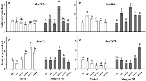 Figure 7. qRT-PCR analysis of relative expression of A (BnaPCS1), B (BnaGSH1), C (BnaCCS), and D (BnaCAT3) genes in the leaves of two B. napus cultivars under Cd stress and their modulation by ABA supplementation. Values represent the means of three replicates (n = 3) ±SD in the experiment and different letters indicate a significant difference between treatments at P < 0.05. CK: control, nutrient solution alone; Cd: 10 μmol/L Cd was added into the nutrient solution; A1: 0.5 μmol/L ABA; A2: 1 μmol/L ABA; A3: 5 μmol/L ABA; A4: 10 μmol/L ABA.