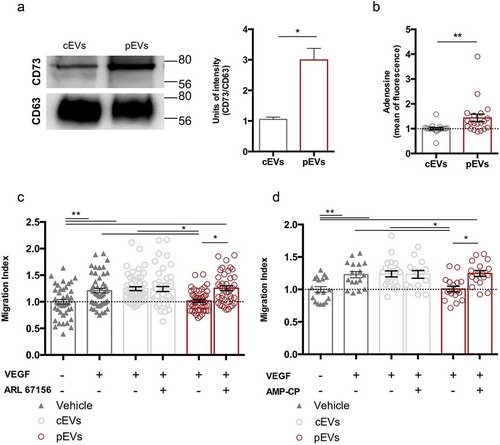 Figure 5. Ectonucleotidases carried by pEVs are crucial for their anti-angiogenic potential in vitro. (a) The expression of ectonucleotidases in EVs was validated by WB, using CD63 as housekeeping. Data are normalized on cEV level and expressed as means ± SEM (3 independent experiments). Unpaired t test, *P < 0.05. (b) The ATP-hydrolyse ability of EVs was checked by using a fluorimetric adenosine assay kit. The mean of fluorescence, proportional to the adenosine amount, was normalized on the cEVs. Data are expressed as means ± SEM (3 independent experiments). Mann–Whitney test, *P < 0.05. (c, d) We demonstrated the causative role of ectonucleotidase expression in the anti-angiogenic effect of pEVs, by exploiting the scratch wound healing assay. Here, we blocked both CD39 and CD73, through, respectively, 200 µM ARL 67156 (ARL67156A265 Sigma-Aldrich) and diphosphate ADP analogue AMP-CP M3763 Sigma-Aldrich). We measured the Migration Index, and normalized it on the medium without VEGF. Data are expressed as means ± SEM (3 independent experiments). Kruskal–Wallis test with Dunn’s multiple comparisons test; *P < 0.05.