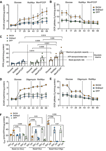 Figure 4. BNIP3-loss dysregulates glycolytic capacity and ATP production rate in NP cells. (A, B) NP cells were transduced with ShCtrl and ShBnip3 and measured raw traces of extracellular acidification rate (ECAR) and oxygen consumption rate (OCR) in absence of exogenous glucose, after sequential addition of 10 mM glucose followed by rotenone plus myxothiazol and then monensin plus FCCP. (C) Calculation of proton production rate (PPR) of the A and B. (D) Raw traces of ECAR and OCR in absence of exogenous glucose, after sequential addition of 10 mM glucose followed by oligomycin and then rotenone plus myxothiazol and (F) ATP production rate of glycolytic and oxidative was calculated from graph D and E. Data represent four independent experiments each with four technical replicates/group. Statistical significance was determined using a One-way ANOVA with Sidaks’s post hoc test as appropriate.