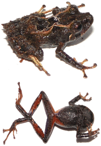 Figura 6. Pristimantis albujai sp. nov., en vida. Vista dorsal y ventral del holotipo DHMECN 12245, macho adulto, LRC: 18.1 mm.