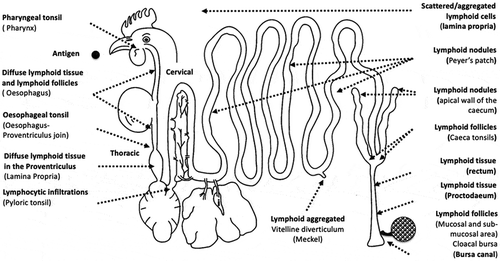 Figure 1. Gut associated lymphoid tissue (GALT): structures and distribution of the primary (Bursa of Fabricius), and secondary lymphoid tissue throughout the gastrointestinal tract