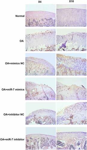 Figure 6. MEGF9 was highly expressed in OA mice with miR-7 mimics treatment. The immunohistochemical analysis of MEGF9 in OA mice