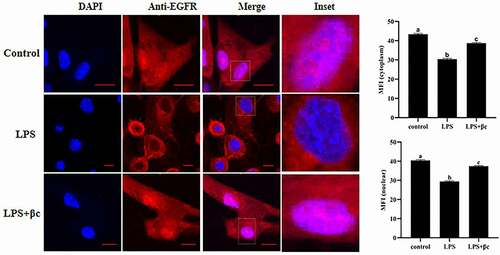 Figure 5. Effect of β-carotene on EGF/EGFR internalization kinetics in IEC6 cells in inflammatory states.