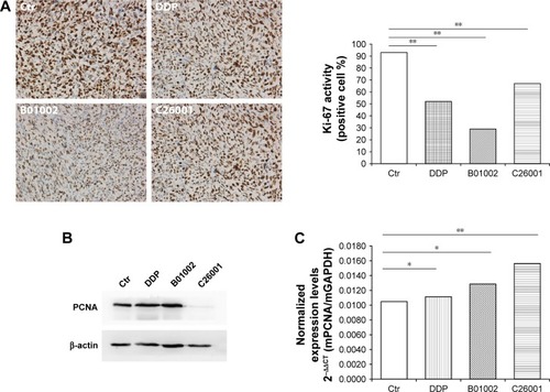 Figure 3 B01002 and C26001 inhibited tumor proliferation in vivo. (A) Left, representative Ki-67 staining images of tumors resected from tumor-bearing mice treated with B01002, C26001, DDP, or PBS, magnification ×100; Right, the ratio of positive Ki-67 nuclear staining to total number of nuclei was measured for each field, and the cumulative results are summarized as bar graphs. (B) Changes in PCNA expression of xenografted tumors following 14-day treatment. (C) mRNA levels of PCNA in different groups determined by qRT-PCR. *P>0.05; **P<0.05.