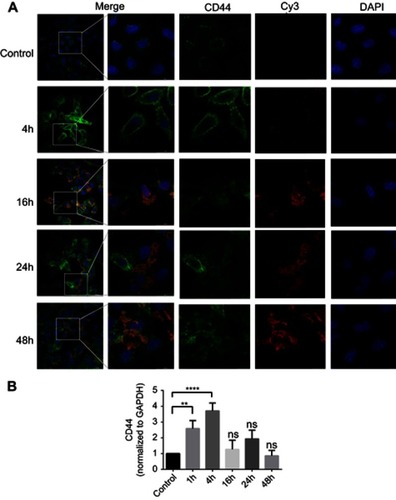 Figure 4 (A) Changes in the fluorescence intensity of sCS NPs-HA and receptor CD44 at different time points. Red, green, and blue fluorescence correspond to sCS NPs-HA, CD44, and nucleus, respectively (amounts of Cy3-labeled siRNA 0.52 μg). (B) CD44 expression changes over time. **P<0.01, ****P<0.0001 (one-way ANOVA (and nonparametric) and t-tests), ns means not statistical significance. 