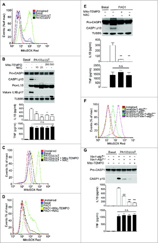 Figure 3. Production of mitochondrial reactive oxygen following P. aeruginosa infection leads to inflammasome activation. (A) Flow cytometry of untreated BMDMs (basal) or infected as indicated and stained with MitoSOX Red. (B) Immunoblot as in Figure 1A of BMDMs pretreated for 1 h with Mito-TEMPO (250, or 500 μM) or NAC (10 or 25 mM) then infected with PA103ΔUΔT (MOI 25) for 4 h. The lower panels show ELISA of IL1B and TNF secretion as in Figure 1A. ** and *** indicate significant differences between the levels in the presence and absence of the Mito-TEMPO and NAC, P < 0.01 and < 0.001 respectively. (C) Flow cytometry of uninfected BMDM (basal) or pretreated for 1 h with Mito-TEMPO (500 μM) or NAC (25 mM) then infected with PA103ΔUΔT (MOI 25) for 4 h and stained with MitoSOX Red. (D) as in (C), but in cells infected with PAO1. (E) As (B) but in cells infected with PA01 as shown. (F) Flow cytometry of cells from Vav1-atg7−/− or Vav1-atg7+/+ mice left uninfected (basal) or infected with PA103ΔUΔT (MOI 25) for 4 h and stained with MitoSOX Red. (G) Immunoblot and ELISA as in (B) from Vav1-atg7+/+ and Vav1-atg7−/− BMDMs treated as shown. *** indicates significant differences from the levels produced from infected Vav1-atg7−/− cells, P < 0.001. n.s. not significant. All data are representative of 3 independent experiments.