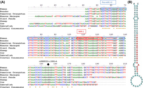 Figure 2. (A) Pri-miR-1-2 multiple species sequence alignment. Pre-miR-1-2 is indicated in a blue box, mature MiR-1 is indicated in a red box, the seed region is highlighted, rs9989532 is indicated by a black arrow. (B) Pre-miR-1-2 secondary structure, mature MiR-1 is indicated in red. Secondary structure was predicted using RNAfold Web Server [Citation50]. This Figure is reproduced in colour in the online version of The Scandinavian Journal of Clinical & Laboratory Investigation.