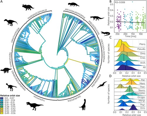 FIGURE 6. Relative orbit size in phylogenetic context. A, Relative orbit size mapped onto archosauromorph supertree, compared B against time, and frequency distribution shown for C, major archosauromorph and D, dinosaur groups. Abbreviations: Arch., Archosauria; Croc., Crocodylomorpha; Dino., Dinosauria; Mani., Maniraptoriformes; Margi., Marginocephalia; Orni., Basal Ornithischia; Ornipo., Ornithopoda; Par., Paraves; Pseudo., Pseudosuchia; Ptero., Pterosauria; Sauro., Sauropoda; Sauromo., Sauropodomorpha; Ther., Theropoda; Thyr., Thyreophora.
