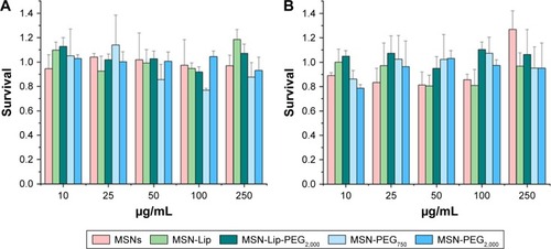 Figure 2 Effect of MSN labeling on hMSC metabolism (D133A) using the MTT assay.Note: No dose-responsive effects on metabolic activity in donor 133A after (A) 24 hours and (B) 72 hours of exposure.Abbreviations: hMSC, human mesenchymal stem cell; Lip, lipid; MSNs, mesoporous silica nanoparticles; PEG, polyethylene glycol.