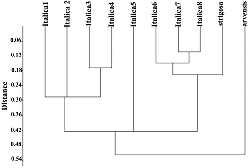 Figure 4. UPGMA cluster analysis of Anchusa species.