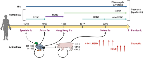 Figure 2. Influenza virus evolution. Almost all IAV subtypes (H1 to H16, N1 to N9) have natural hosts in water birds, of which some have established infections in other species, such as H1N1, H2N2, and H3N2 in humans and pigs. Human influenza viruses have changed over the years mainly due to the emergence of four pandemic flu viruses. Currently, circulating influenza viruses include two IAV subtypes H1N1 and H3N2, and two IBV lineages (B/Yamagata and B/Victoria). Some animal IAVs, particularly bird and swine flu, can occasionally spill over to cause zoonotic infections in humans. In recent years, avian H5 and H7 viruses caused human infections with a high case fatality rate.