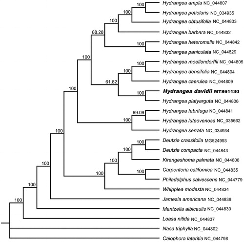 Figure 1. Maximum-likelihood (ML) tree of H. davidii and its congeners based on the complete chloroplast genome sequences. Bootstrap values from 1000 replicates were shown next to the nodes.