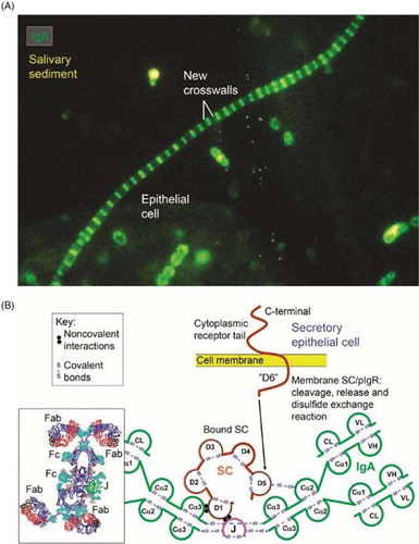 Fig. 14 Synopses of functional properties of salivary IgA with the structural basis for the excellent antimicrobial binding activity of secretory IgA (SIgA). (A) Direct immunofluorescence staining of salivary sediment to demonstrate IgA adsorbed onto oral bacteria in vivo. Epithelial cell is faintly visualized because of autofluorescence. Numerous cocci (mainly diplococci) – partly adhering to epithelial cell – are coated with IgA, which is also bound to the older cell-wall segments of streptococci forming long chains, whereas new crosswalls formed in vitro after sampling are negative as indicated. Adapted from Brandtzaeg et al. (Citation66) (original magnification: ×2000). (B) Domain interactions in the formation of SIgA based on data reviewed in Norderhaug et al. (Citation29). Non-covalent domain interactions are shown between the J chain (J) and the extracellular domain 1 (D1) of bound SC, and covalent disulfide bonding is indicated between cystein 467 or 502 in D5 of SC and cystein 311 in the Cα2 domain of one of the two IgA subunits. Some studies have indicated that there may be two J chains in dimeric IgA (Citation30). Insert to the lower left is from modeling data for dimeric IgA1 based on X-ray and neutron scattering in solutions published in Bonner et al. (Citation137). Note the T-shape of the Fab fragments, allowing for antibody binding to large particles like bacteria. V, variable region; C, constant region; L, light chain; H, heavy chain; Fab, fragment antigen binding; Fc, fragment crystallizable.