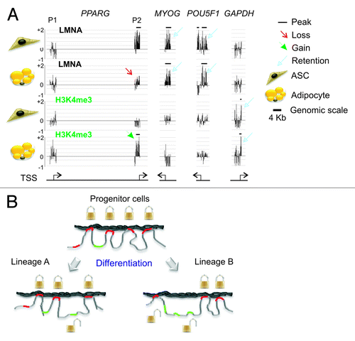 Figure 6. Lineage-specific unlocking genes for transcriptional activation. (A) Examples of the lineage-specificity of the dissociation of promoters from the lamina (here, LMNA) and acquisition of H3K4me3, upon differentiation of adipocyte progenitors (ASCs) into adipocytes. The P2 promoter (but not P1) of the PPARG gene, which is activated after adipogenic induction, displays a loss of LMNA peak (enrichment) in adipocytes (red arrow), and gains an H3K4me3 peak (green arrowhead). In contrast, promoters of the myogenic gene MYOG and of the pluripotency gene POU5F1 retain LMNA peaks (blue arrows) and do not acquire H3K4me3. GAPDH, which is expressed in both ASCs and adipocytes, is not associated with LMNA and displays a peak of H3K4me3 in both cell types (blue closed arrows). Horizontal bars indicate the presence and position of peaks of LMNA or H3K4me3 enrichment on promoters. (B) Working model of the lineage specificity of gene unlocking from LMNA during differentiation of progenitor cells into distinct lineages. Genes required for differentiation into a given lineage “A” or “B” and which interact with LMNA in progenitor cells (e.g., mesenchymal stem cells) become “unlocked”, while those that are not required for differentiation remain associated with LMNA.