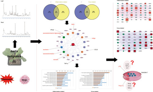Figure 1 The work flow of the current study. The study aimed to propose a potential mechanism of the anti-inflammatory and anti-viral effects of Ii. A network analysis-based integrated strategy was exploited, with component identification of the herb through UPLC-Q-TOF-MS and in vitro verification.