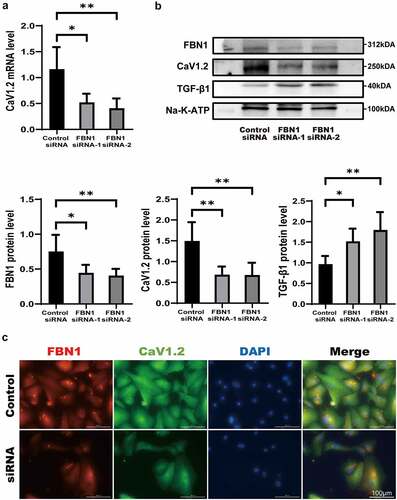 Figure 3. Knockdown of FBN1 protein can reduce the expression of Cav1.2. (a) RT-qPCR expression profile of Cav1.2 in control-HASMCs transfected with control-siRNA or FBN1-siRNA for 7d. (b) Western blot and quantitative analysis of FBN1 and Cav1.2 protein levels in control-HASMCs transfected with control-siRNA or FBN1-siRNA for 7d. (c) Representative images of immunofluorescent staining for FBN1 and Cav1.2 in control-HASMCs transfected with control-siRNA or FBN1-siRNA for 7d. Scale bar = 100 μm. Data are expressed as the mean ± SD. *p < 0.05, **p < 0.01. Source data are provided as a Source Data file.