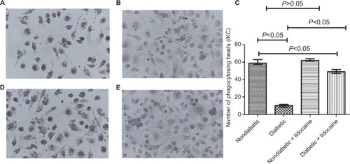 Figure 2 Phagocytosis of KCs in nondiabetic and diabetic mice.