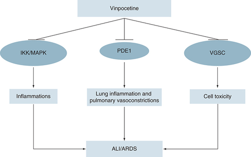 Figure 2. The potential mechanism of vinpocetine in the attenuation of acute lung injury and acute respiratory distress syndrome.Vinpocetine inhibits IKK, MAPK, PDE1 and VGSC-induced cell toxicity. Therefore, vinpocetine reduces risk of ALI and ARDS.ALI: Acute lung injury; ARDS: Acute respiratory distress syndrome; IKK: Inducer-κB kinase; MAPK: Mitogen-activated protein kinase; PDE1: Phosphodiesterase 1; VGSC: Voltage-gated sodium channel.