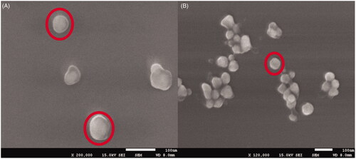 Figure 5. Scanning electron microscopic images of SNPs. Red circles are representing that SNPs are less than 100 nm and are spherical.