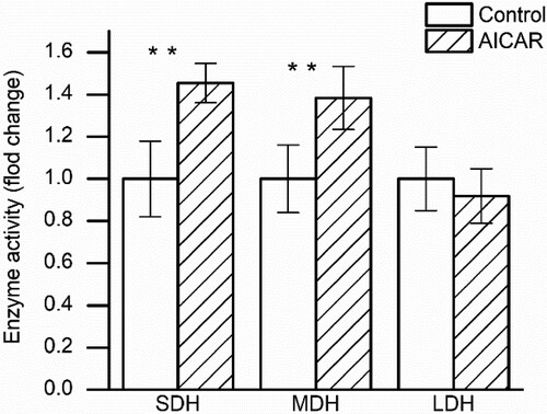 Figure 5. Changes in enzyme activity (succinic dehydrogenase (SDH), malate dehydrogenase (MDH), lactate dehydrogenase (LDH)) in GS muscle from control and AICAR Wistar rats. n = 13 muscles per group.