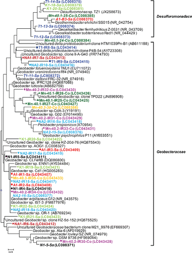 Figure 4. (b) Phylogenetic analysis of 16S rRNA gene sequences (122 unambiguously aligned nucleic acid positions) retrieved from the excised DGGE bands. Sequences are indicated by enrichment ID, the number of the excised band as shown in (a), and the district in which the well is located. Sequences are also accompanied by a colored symbol, specific for each of the nine enrichments and IDs in italics refer to water samples. The unrooted tree was constructed with the neighbor-joining method and bootstrap values (1000 replications) are indicated at the interior branches. The scale bar represents 1% sequence divergence.
