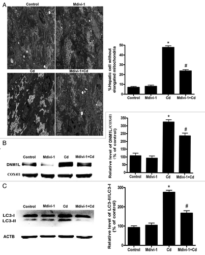 Figure 9A–C. Mdivi-1 suppresses Cd-induced mitophagy in vivo. (A) 2D EM analysis of mitochondrial fragmentation in liver tissues. EM micrographs and quantification of elongated (> 2 μm) mitochondria in a control and CdCl2-injured hepatic cell. A minimum of 50 cells from 8 animals were evaluated. (B) Mdivi-1 inhibits the translocation of DNM1L following Cd treatment in vivo. Representative immunoblots and quantification analyses of DNM1L protein levels (86 kDa) in the mitochondrial fraction of liver tissues. COX4I1 (17 kDa) was the internal standard for protein loading. Representative immunoblots and quantification analyses of LC3 (17 kDa) (C) and COX4I1 (17 kDa) protein levels in liver tissues.