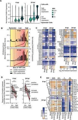 Figure 6. Correlation analysis of viral and cellular gene expression reveals a switch from induction to suppression of transcription factor and ISG expression. (A) Visualization of the viral RNA content of infected OASF from Figure 5 at six and 24 h post-infection. Line indicates the cutoff dividing cells displaying low and high content of viral RNA. Bystander cells were defined as cells with no detectable viral RNA. (B) Infected OASF were sorted into digital bins of 1000 cells displaying a gradual increase of the amount of viral reads per cell. Viral reads and the IMS at six and 24 h post-infection are plotted. Coloured bins indicate selected representative cells for low and high content of viral RNA. (C) Expression of selected genes within mock, bystander, representative low cell bins (bin 26–29) and high cell bins (bin 34–36) defined in A and B at six and 24 h post-infection. Arrows indicate a statistically significant (p < 0.05, fold change >1.5) up- or downregulation (depending on the arrow direction) in low or high CHIKV bins versus bystander (inside the boxes) or in high CHIKV bins versus low (next to the boxes). Differential gene expression was tested by Wilcoxon rank sum tests with applied Bonferroni correction. (D) Correlation of CHIKV RNA expression with expression of IFN signalling genes in high and low CHIKV RNA groups calculated by non-parametric Spearman’s test. Transcription factors are plotted in white, with selected genes in red. (E) Activity of transcription factor regulons within groups defined in A at six and 24 h post-infection. Arrows indicate a significant up- or downregulation between bystander and low or high CHIKV groups (inside the boxes) or between low and high CHIKV groups (next to the boxes). Cumulative distributions between groups were compared using non-parametric Kolmogorov-Smirnov tests.