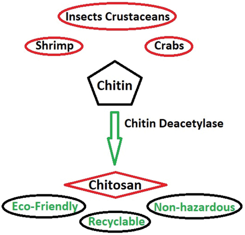 Figure 2. Chitosan sources and properties.