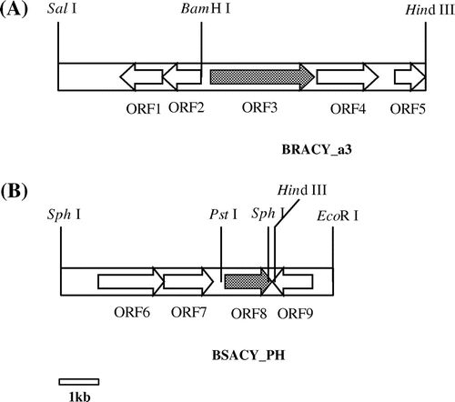 Fig. 4. Genetic organizations around the gene encoding (A) N-Ac-(R)-β-Phe acylase and (B) N-Ac-(S)-β-Phe acylase.