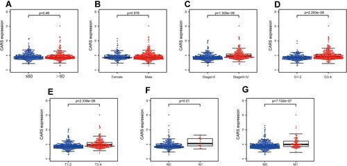 Figure 3 The relationship between CARS expression levels with clinical features of ccRCC. (A) Age; (B) gender; (C) stage; (D) grade; (E) T stage; (F) N stage; (G) M stage.