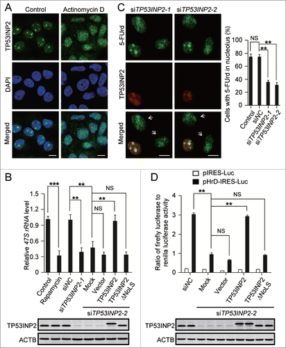 Figure 2. TP53INP2 is required for rDNA transcription. (A) MCF-7 cells treated with 50 ng/ml of actinomycin D for 2 h, were fixed and stained with anti-TP53INP2 and DAPI. (B) HeLa cells treated by TP53INP2 siRNA2 for 24 h were transfected with pCDNA3.1-myc (vector), TP53INP2-MYC (TP53INP2) or TP53INP2ΔNoLS-MYC (TP53INP2ΔNoLS) respectively. After 24 h, cellular 47S rRNA level was measured by real-time PCR and normalized to ACTB mRNA. Cells treated with rapamycin (80 nM, 4 h) were used as a positive control. TP53INP2 protein levels in the cells were shown by western blot. (C) MCF-7 cells treated with TP53INP2 siRNAs were incubated with 5-FUrd, fixed and stained with anti-TP53INP2 and anti-BrdU. Arrows indicate TP53INP2 knockdown cells. (D) HeLa cells treated with TP53INP2 siRNA2 for 24 h were transfected with the indicated plasmids. After 24 h, luciferase activity was measured. TP53INP2 protein levels in the cells were shown by western blot. Data are presented as mean ± SEM of triplicate experiments. ***, P< 0.001; **, P < 0.01; NS, not significant. Scale bars: 10 μm.