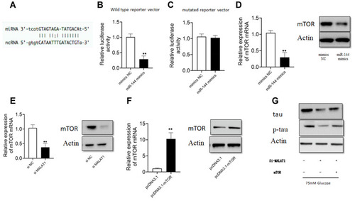 Figure 4 Silencing of MALAT1 attenuated the effects of HG on p-tau level in hippocampus cells. (A) The predicted binding site of the complementary sequences between mTOR 3ʹ UTR and miR-144. (B and C) The relative luciferase activity of wild type or mutant reporter vector in hippocampus cells transfected with NC or miR-144 mimics. (D and E) The mRNA and protein levels of mTOR in hippocampus cells transfected with NC or miR-144 mimics, or si-NC or si-MALAT1. (F) The mRNA and protein levels of mTOR in hippocampus cells transfected with pcDNA3.1 or pcDNA3.1-mTOR. (G) Hippocampus cells were transfected with different siRNAs or plasmid constructs, and 24 h later, cells were treated with HG (75 mM) for 24 h, and protein levels of tau and p-tau were detected by Western blot analysis. N = 3; ** p < 0.01.