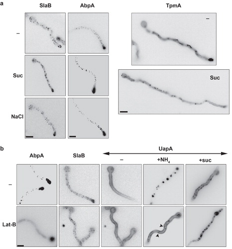 Figure 8. Hypertonicity and Lat-B effects on actin dynamics and the endocytic machinery. (a) Cellular localization of SlaB, AbpA and of TpmA, tagged with either GFP or mRFP, under standard or hypertonic growth conditions. Samples were treated as previously described. SlaB-GFP and AbpA-mRFP form cortical foci which predominate at the tip of hyphae under all conditions. GFP-TpmA in standard conditions (–) labels diffusely the cytocol and more strongly actin-like cables along the hyphal length and the tip. In hypertonic conditions (Suc) labeling of the actin cables and the tip disappears and scattered cortical patches appear along the hyphal length. (b) Effect of Lat-B (50 μM) on the cellular localization of UapA (-GFP or -mRFP tagged) in standard (–), endocytic (NH4) or hypertonic (Suc) conditions. The effect of Lat-B on AbpA-GFP and SlaB-GFP was also examined as a control. Lat-B leads to the disassembly of all AbpA patches as expected (Araujo-Bazán et al. Citation2008), but has a minor effect on SlaB, as only the patches at the tip seem to disassemble. Lat-B has no effect on either the normal uniform localization of UapA in the plasma membrane in standard media (–) or on the appearance of UapA-specific fluorescent patches (plasmolysis) in hypertonic media (Lat-B + Suc and Lat-B + NaCl). In contrast, Lat-B blocked the internalization of UapA by NH4. Note that in the latter case, UapA cortical foci are also visible (highlighted with arrows).