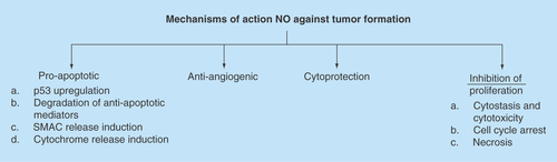 Figure 3.  Mechanisms of action that have been investigated leading to the anticancer properties of nitric oxide.NO: Nitric oxide.