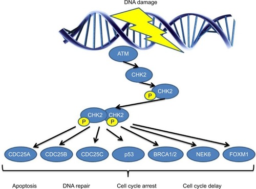 Figure 1 CHEK2 pathway. CHEK2 is activated upon DNA damage. It is phosphorylated followed by homodimerization. In this form, it interacts with other genes affecting specific cellular activities in response to the initial damage.