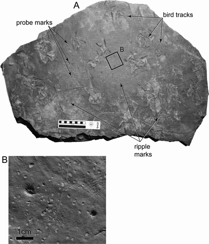 Figure 13 A, DENA 20915 showing association of bird tracks and bill-probe marks. Small ripple marks indicate the presence of shallow water during the formation of this bedding plane. B, Close up photo of bill-probe marks.