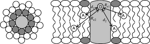 Figure 1. Schematic depiction of the geometrical model considered for the FRET formalism. A cylindrical membrane protein (light grey) bears a FRET donor group in an axially symmetric position (D in the right panel, which represents a side view), and is surrounded by N annular lipids (dark grey; in the left panel, which represents a top view, n = 9) in each membrane leaflet. Bulk lipids are shown with white headgroup. The donor-acceptor (A) distances to annular layer-located probes (d1 and d2, for annular lipids located at the top or bottom leaflet, respectively) are shown in the right panel, together with the exclusions distances to bulk-located probes (Re1 and Re2).