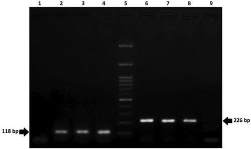 Figure 2. Agarose gel electrophoresis of PCR products from DNA of food samples containing lectin (118 bp) and invertase (226 bp) genes. Lane 1: no template control; Lanes2-3: soy positive samples; Lane 4: soy positive control; Lane 5: 100 bp DNA ladder; Lane 6: maize positive control; Lanes 7–8: maize positive samples; Lane 9: no template control