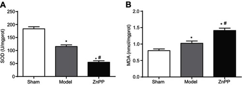 Figure 3 Effect of HO-1 inhibition on SOD and MDA levels in rats with cerebral hemorrhage (A) SOD; (B) MDA. *p<0.05, compared with the sham group. #p<0.05, compared with the model group.