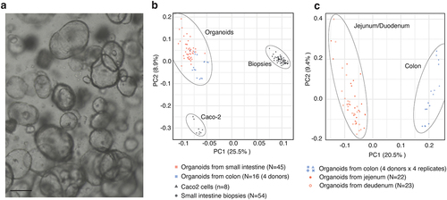 Figure 1. Derivation of organoid lines from a cohort of healthy individuals.