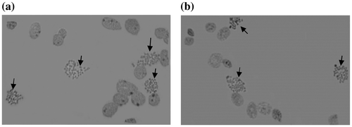 Figure 2. Chromosome spreads (arrows) observed at 400 × magnification; prepared without (a) and with (b) metaphase arrest treatments.