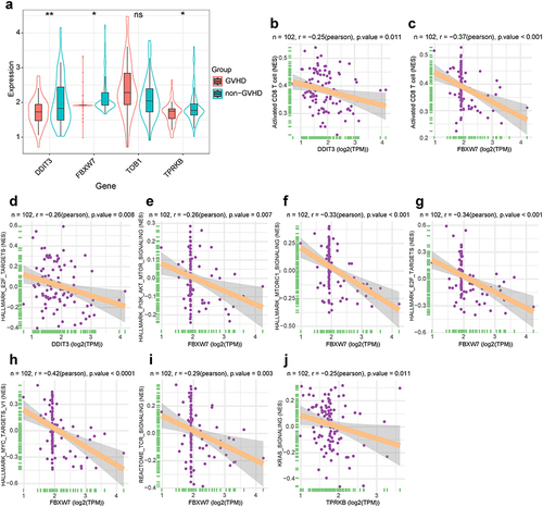 Figure 3 T-cell subsets and hallmark signaling pathways associated with genes in P53 pathway. (a) Box and violin plot for expression levels of four genes in P53 pathway. Data follows non-normal distribution. Wilcoxon test was used to identify significant differences. *P< 0.05, **P< 0.01; ns, not significant. (b and c) The correlation between genes in P53 pathway and T cell subsets (ssGSVA algorithm). N represents the total number of patients in integrated dataset. The horizontal axis indicates genes in P53 pathway. The longitudinal axis represents T cell subsets. (d–j) The correlation between genes in P53 pathway and hallmark signaling pathways as well as TCR signaling. N represents the total number of patients in integrated dataset. The horizontal axis indicates genes in P53 pathway. The longitudinal axis represents signaling pathways.