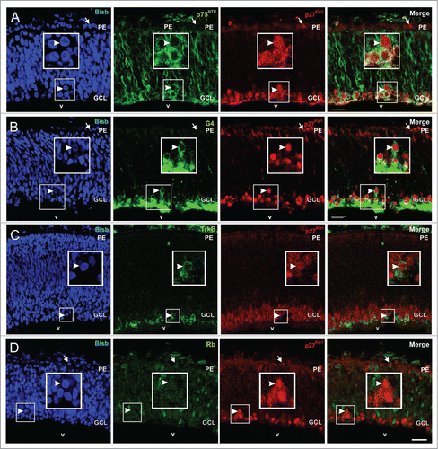 Figure 2. p27Kip1 expression in the E5 chick retina. Confocal sections from retinas of E5 chick embryos double labeled with an anti-p27Kip1 specific antibody (red) and antibodies (green) specific for p75NTR (A), G4 (B), TrkB (C), or Rb (D) are shown. Nuclear staining with bisbenzimide in blue (Bisb.). p27Kip1 expression can be detected in the pigment epithelium (arrows) and layered differentiating RGCs in the GCL (arrowheads). (A) p75NTR-positive cells co-localize with p27Kip1. (B) p27Kip1 is expressed in differentiated CGRs expressing G4. (C) TrkB expressing cells also express p27kip1. (D) p27kip1 is expressed by RGCs lacking Rb. Boxes: high magnification of the framed areas. GCL: ganglion cell layer; PE: pigment epithelium; v: vitreous body. Bar: 20 μm.