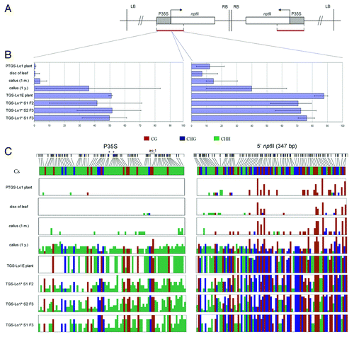 Figure 4. Detailed bisulfite methylation analysis of epiallelic variants. (A) Transgene subregions subjected to bisulfite sequencing. (B) Column graphs showing average methylation levels from 5?10 clones. Error bars represent clones with maximum and minimum level of DNA methylation. (C) Distribution of mC along the sequenced fragment. Individual vertical columns represent the average methylation at particular position. Positions of the as-1 regulatory element and Sau96I restriction sites (asterisks) are indicated.