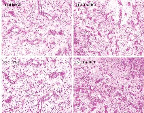 Figure 7. Results of HE staining of granulation tissue in bFGF control group and experimental group after trauma.